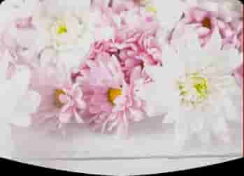 Photo de couverture de Donec Maximus